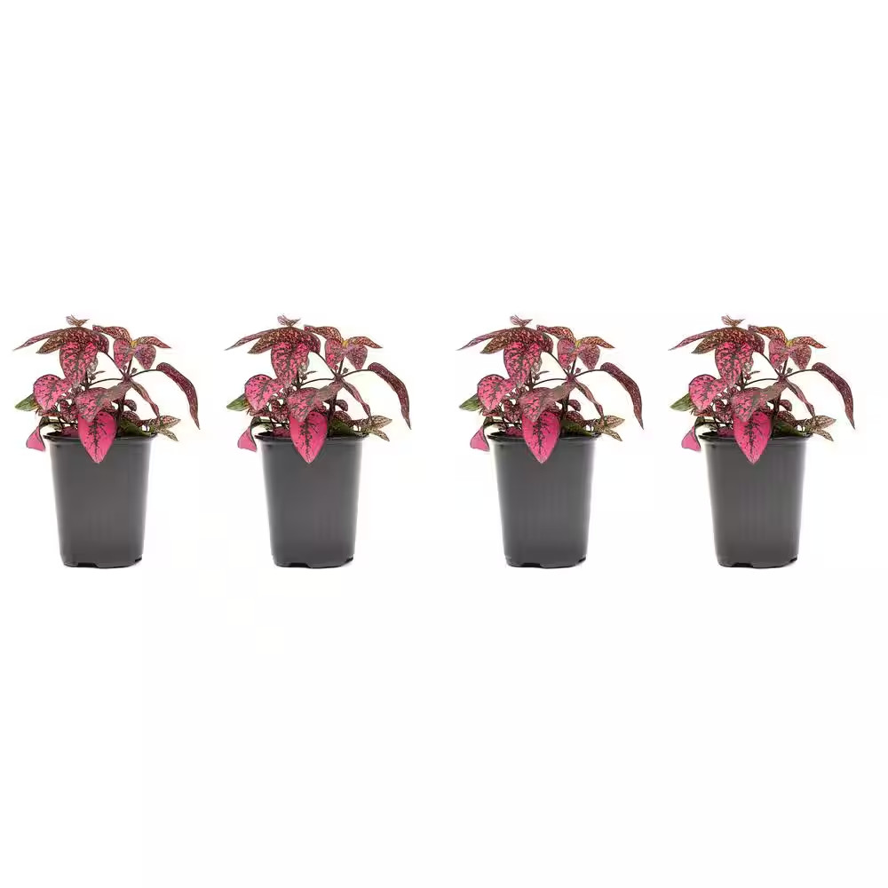 1.38-Pint Hypoestes Polka Dot Plant Pink Flower in 4.5 In. Grower’S Pot (4-Pack)