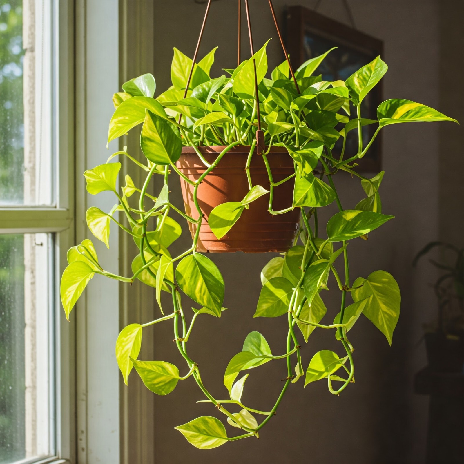 Golden Pothos Plant Live Epipremnum Easy Care Floral Decor In 6″H Hanging Pot