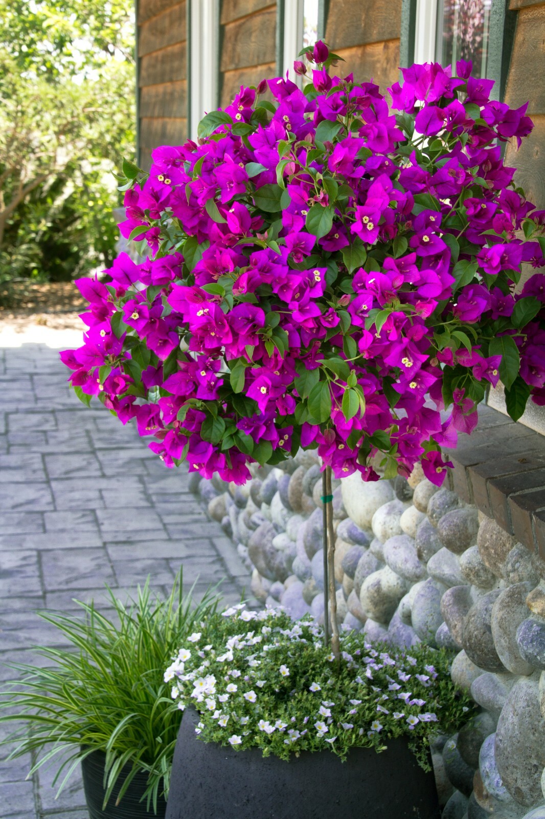 Well Rooted **VIOLET** Live Bougainvillea starter/plug plant*