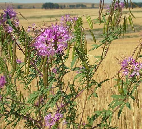 Cleome serrulata | Rocky Mountain Bee Plant | 50 Seeds