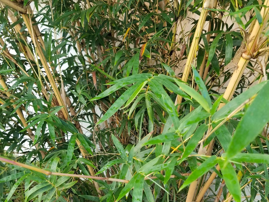 Bamboo Clumping “Golden Hedge” Bambusa Alphonse Karr Privacy Screen 1 Division