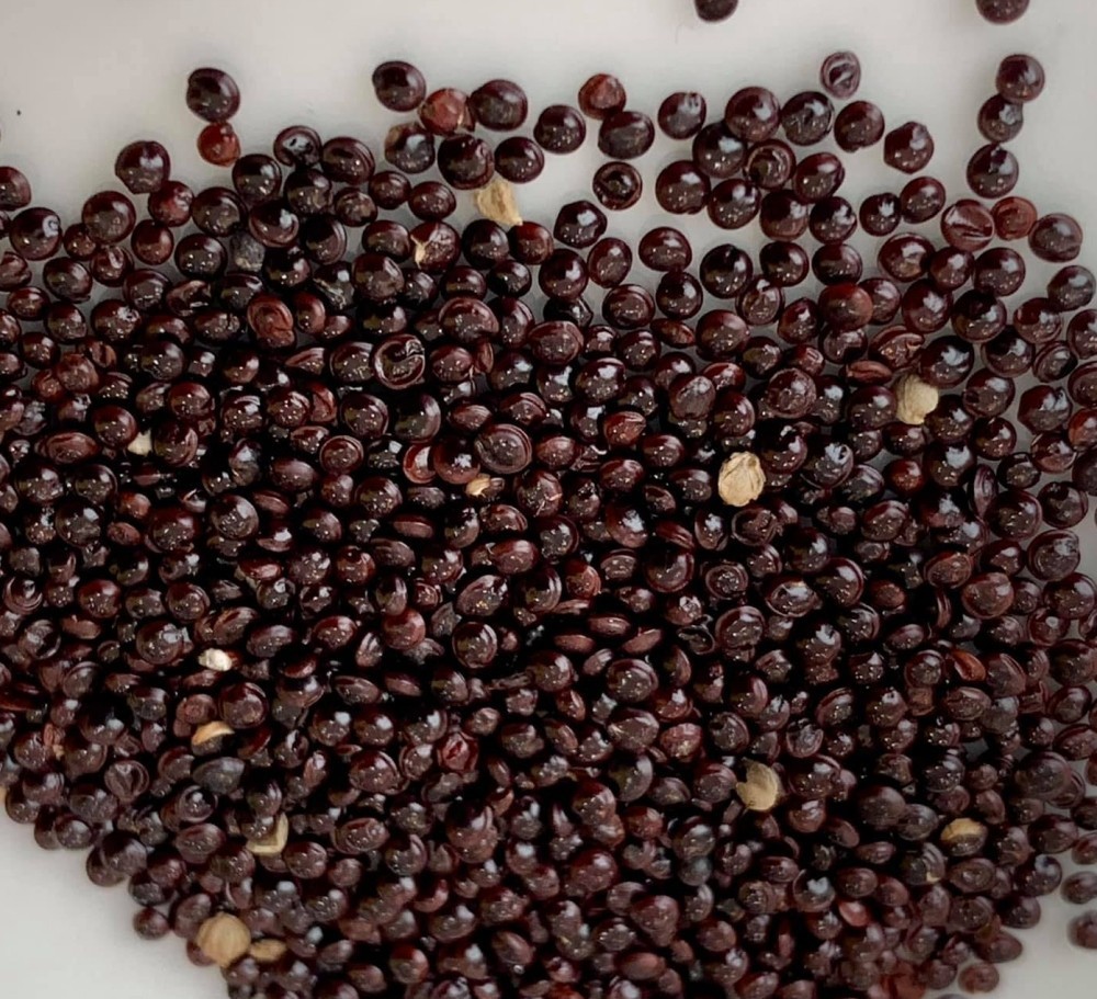 Red Amaranth (Lal Shak) 10,000 Seeds for Planting ( 10 Grams ) লাল শাক