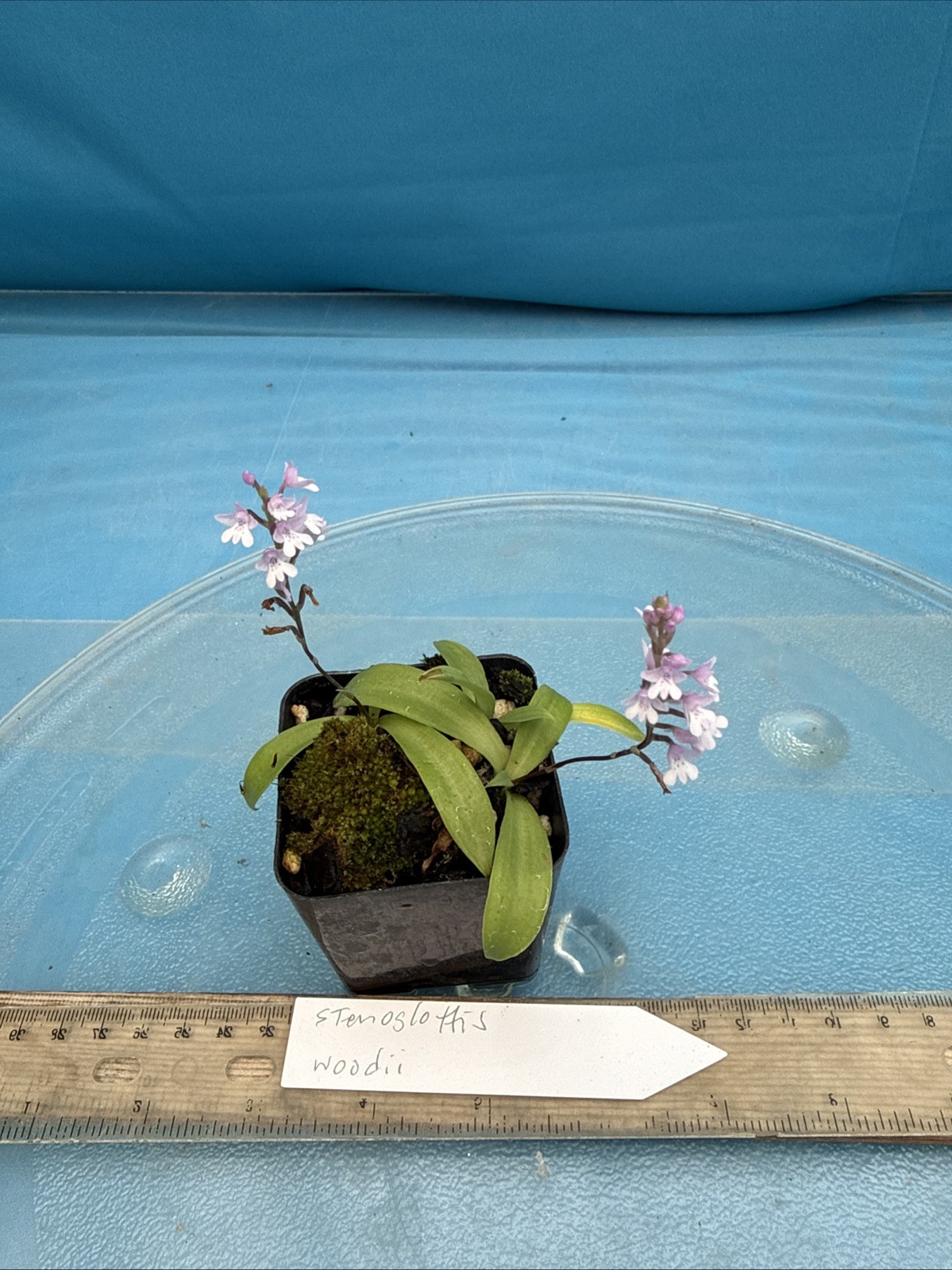 Stenoglottis woodii BS Pink Purple Orchid Species 2″ Pot NEW GROWTH WITH SPIKE