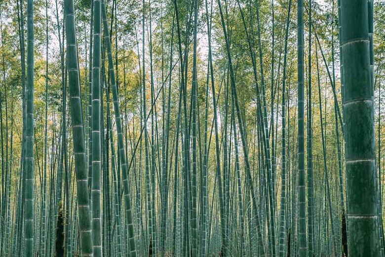 30+ MOSO Bamboo Seeds. Giant Phyllostachys edulis. USA Seller, Fast Shipping