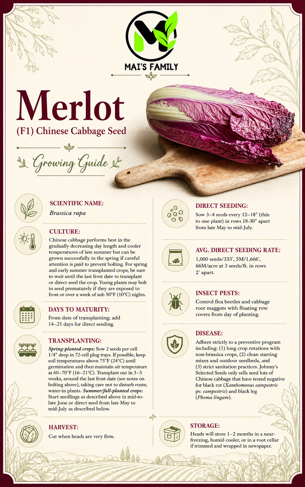 Merlot Red Dragon Chinese Cabbage Hybrid (F1) seeds – Brassica rapa