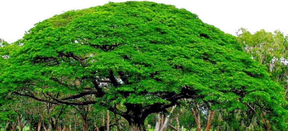 10 RAIN TREE SEEDS Monkey Pod (Albizia saman) Tropical Flower Bonsai Plant RARE