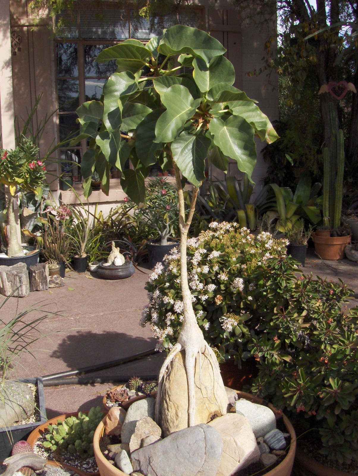 100+ Ficus Petiolaris Seeds – Rare Bonsai & Exotic Indoor Tree Seeds