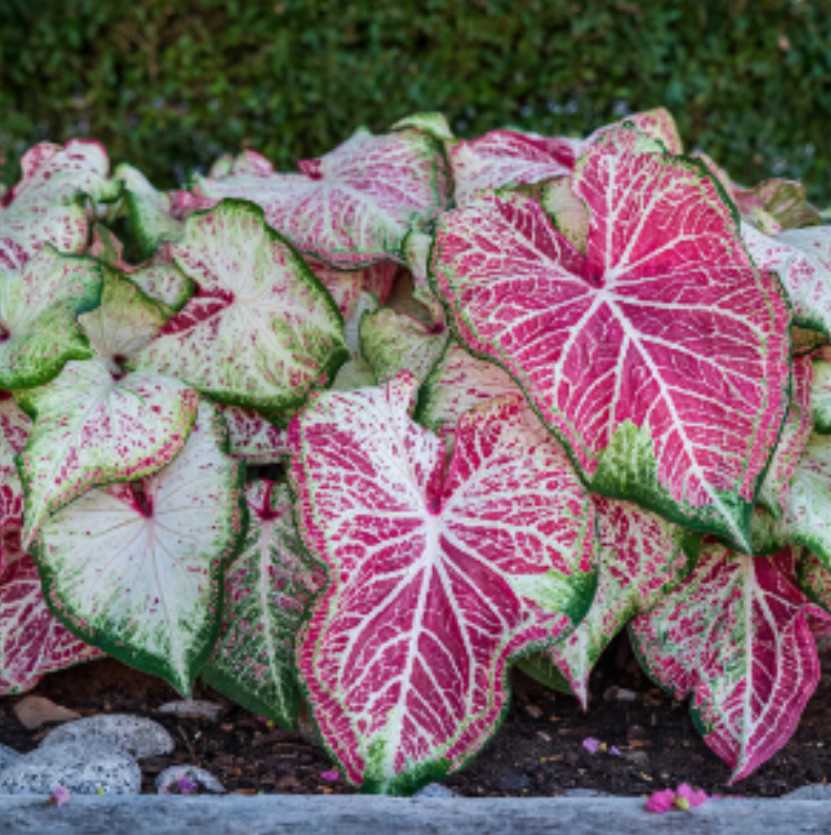 Caladium ‘Peppermint’ – Size #2 Bulbs (4 Bulbs, 1-1.5″) – Vibrant Pink Tropical