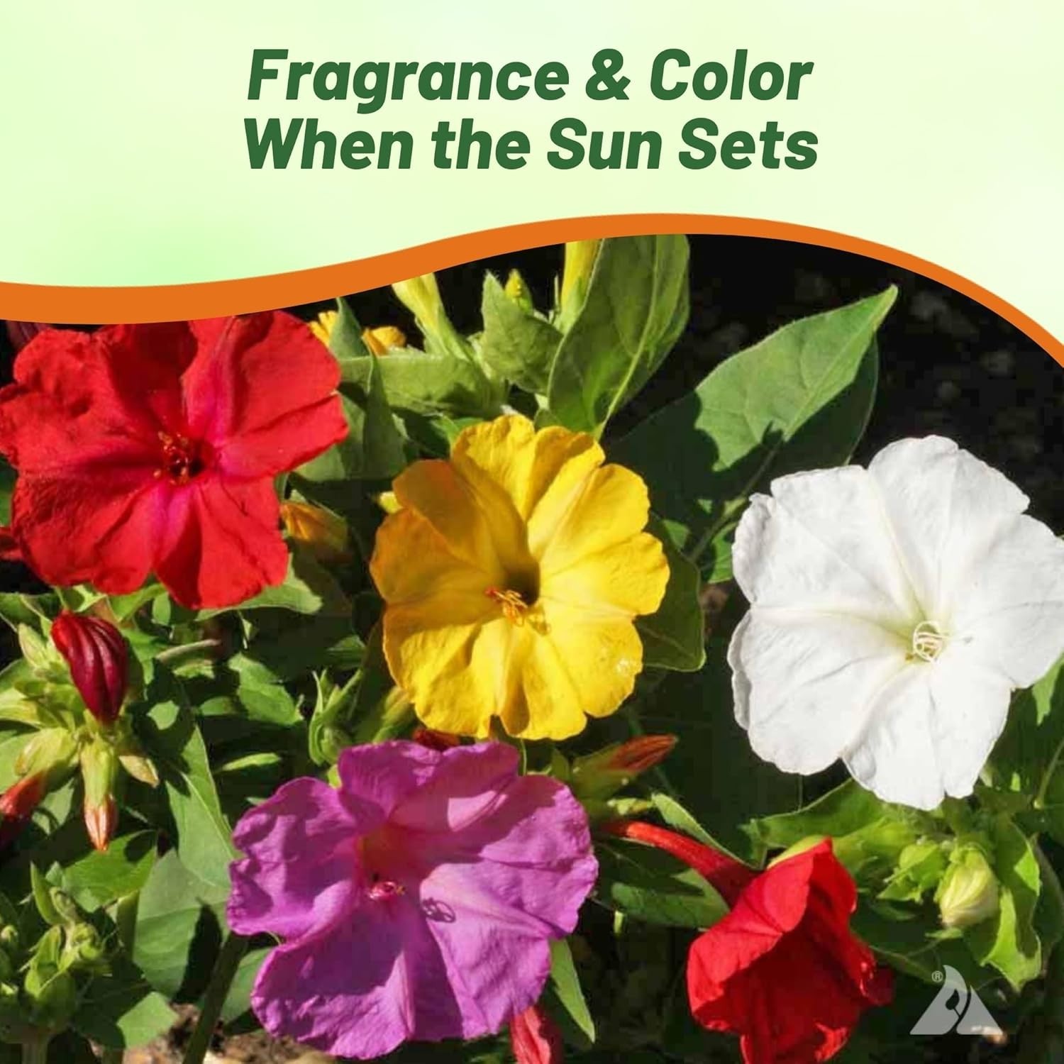 1 lb Heirloom Four O’clock Flower Seeds – Vibrant, Fragrant Blooms for Gardens