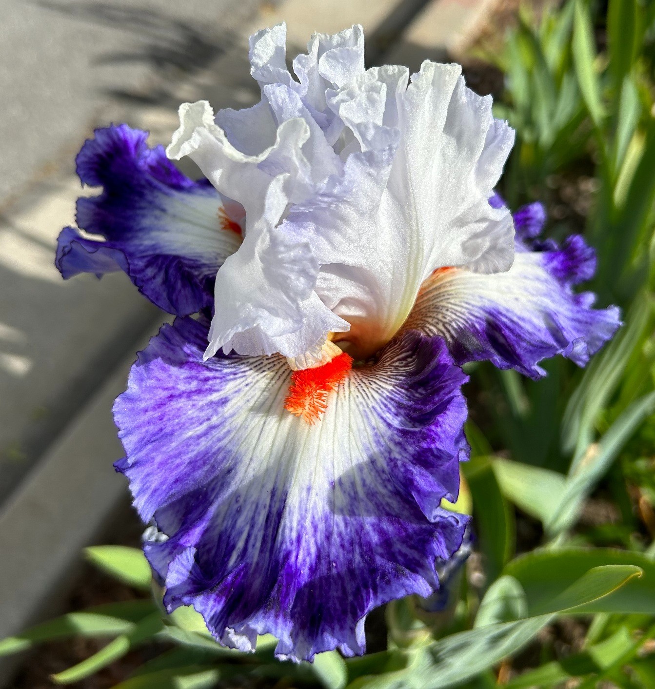 ‘Gypsy Lord’ iris rhizome + gift, combined shipping $1 each additional