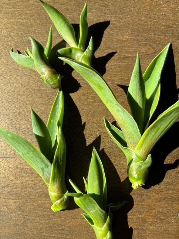 Variegated Agave Desmettiana bubils, 2-4″ plant, 10 pack