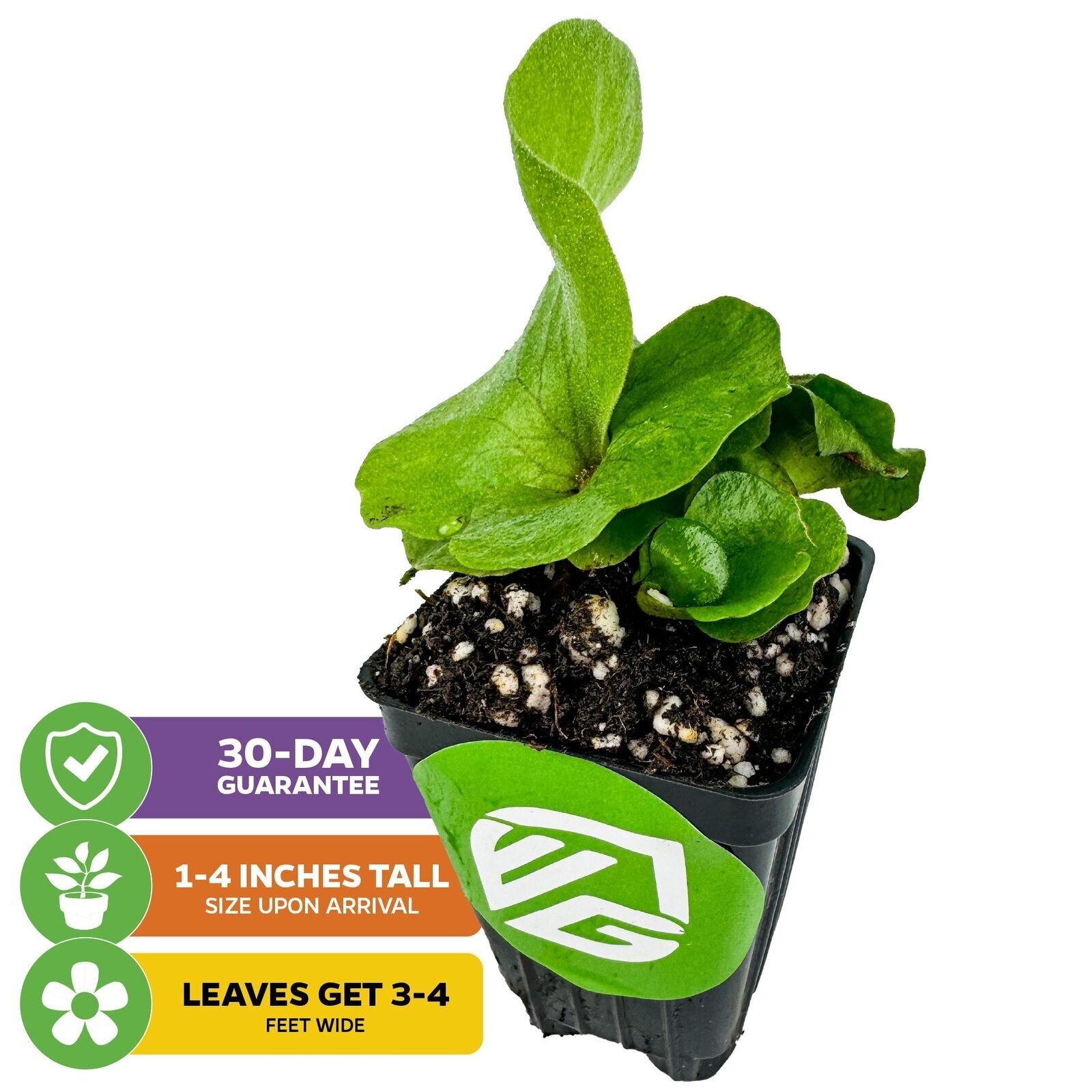 Elephant Staghorn Fern – Platycerium elephantotis – Live Plant