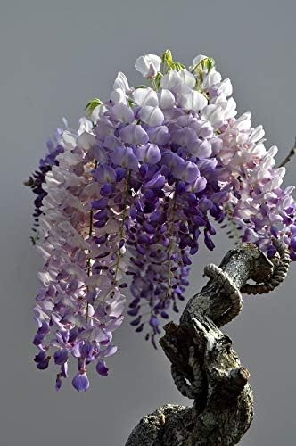 Chinese Wisteria Tree Seeds, Bonsai Seeds, Pack of 30 Bonsai Tree Seeds