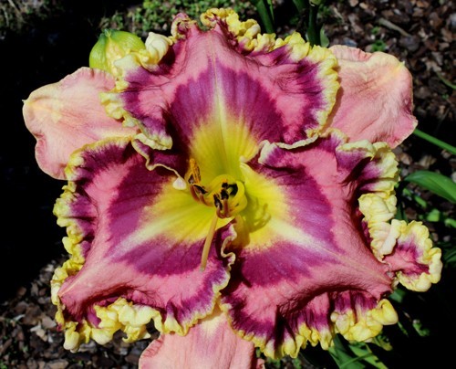 2 Double Bareroot Fans Venetian Ruffles Daylily