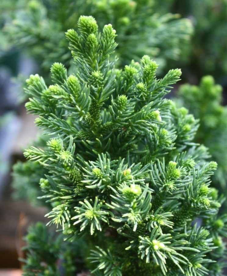 Cryptomeria Japonica ‘Black Dragon’ Japanese Cedar – Quart Pot (6–12″ Tall)
