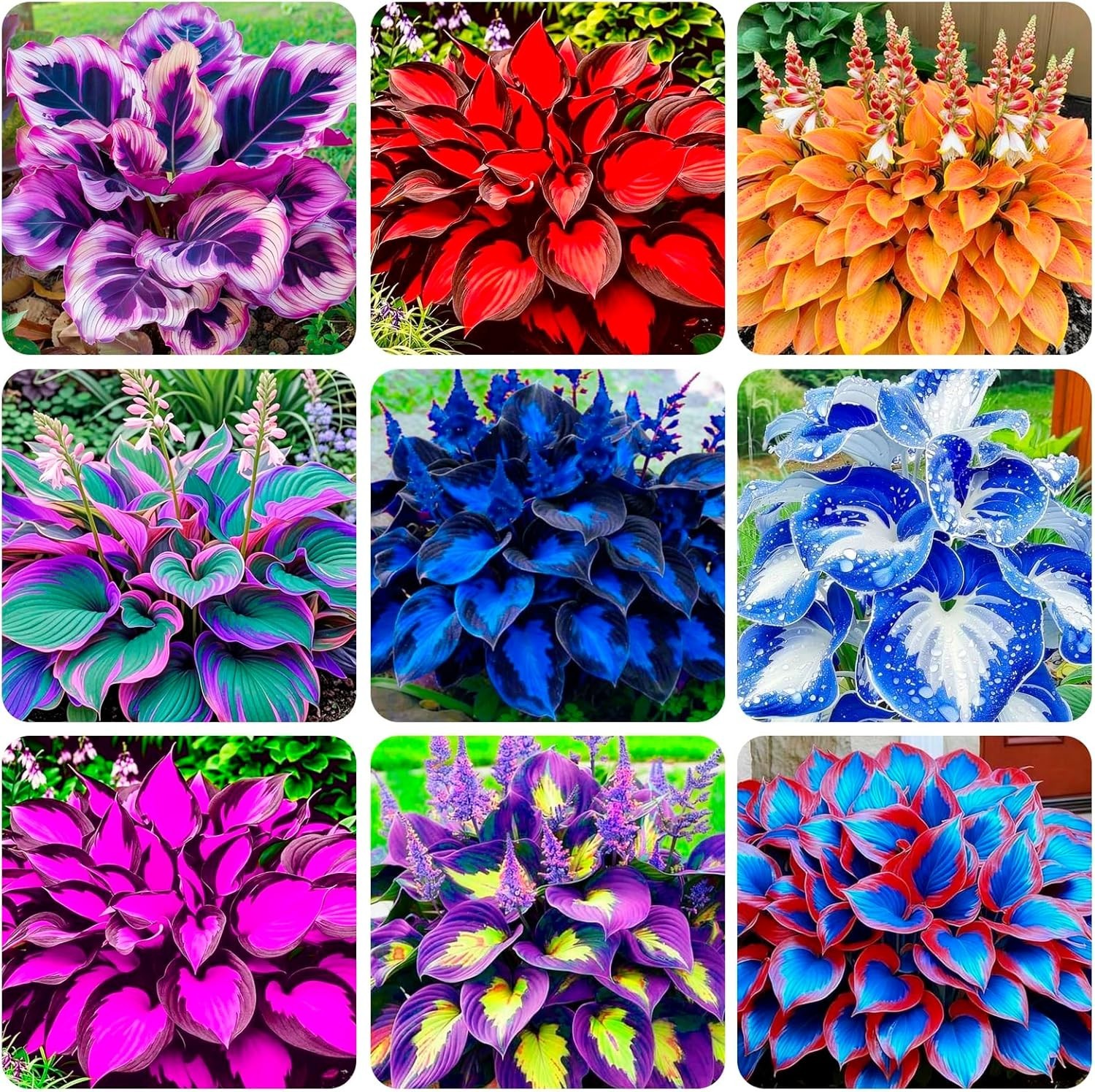 High Germination Rate Hosta Seeds – 200+ Count for Stunning -Round Bloom
