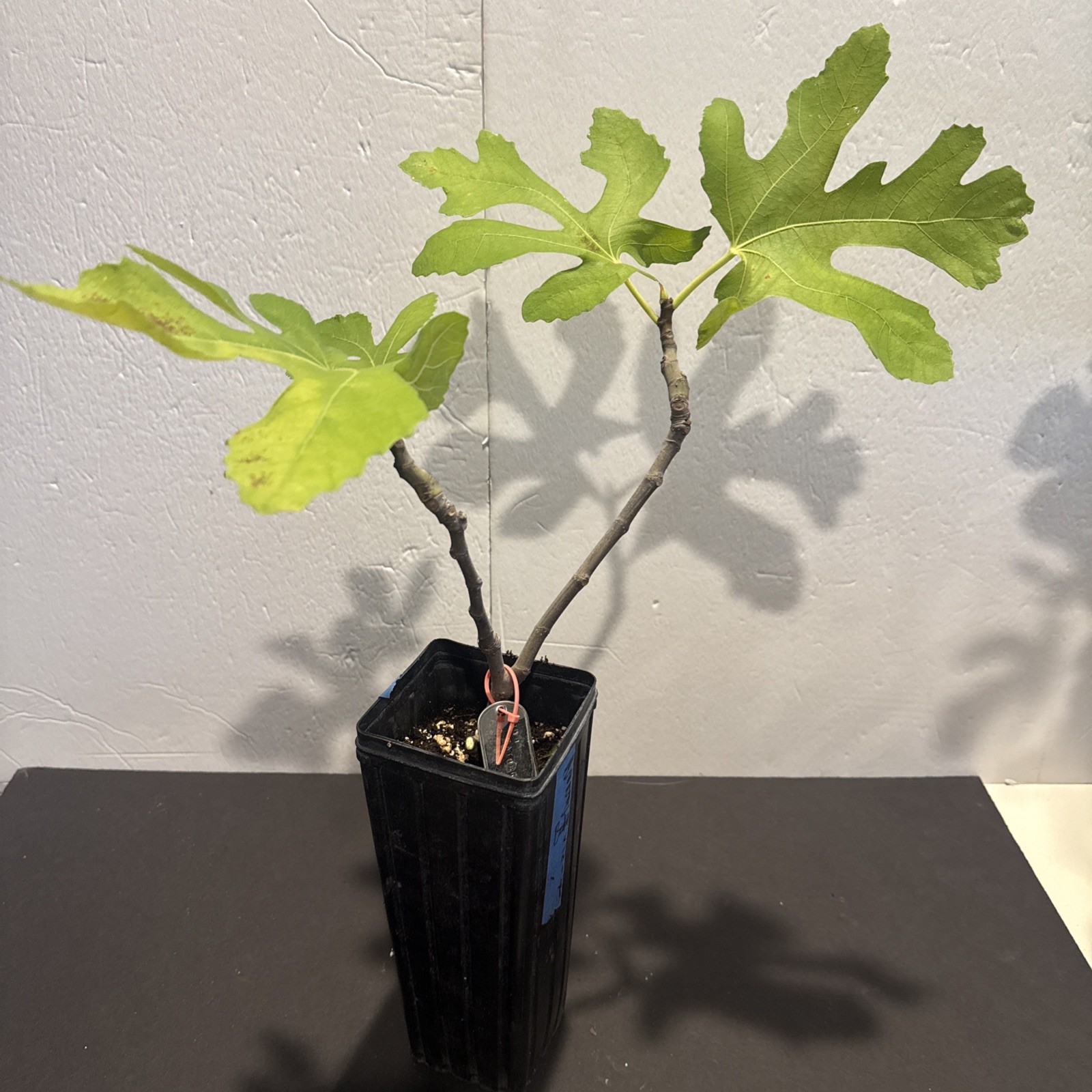 The God Father Fig Tree 🌲