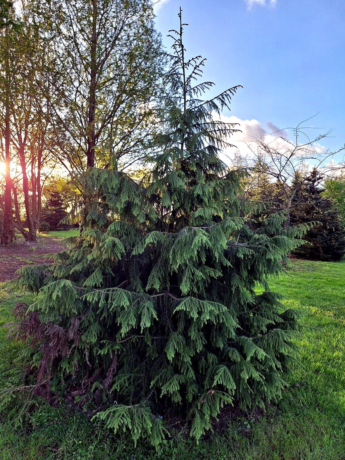 Taiwan Cedar Coffin Tree Seeds (Taiwania cryptomerioides) Rare Evergreen Conifer