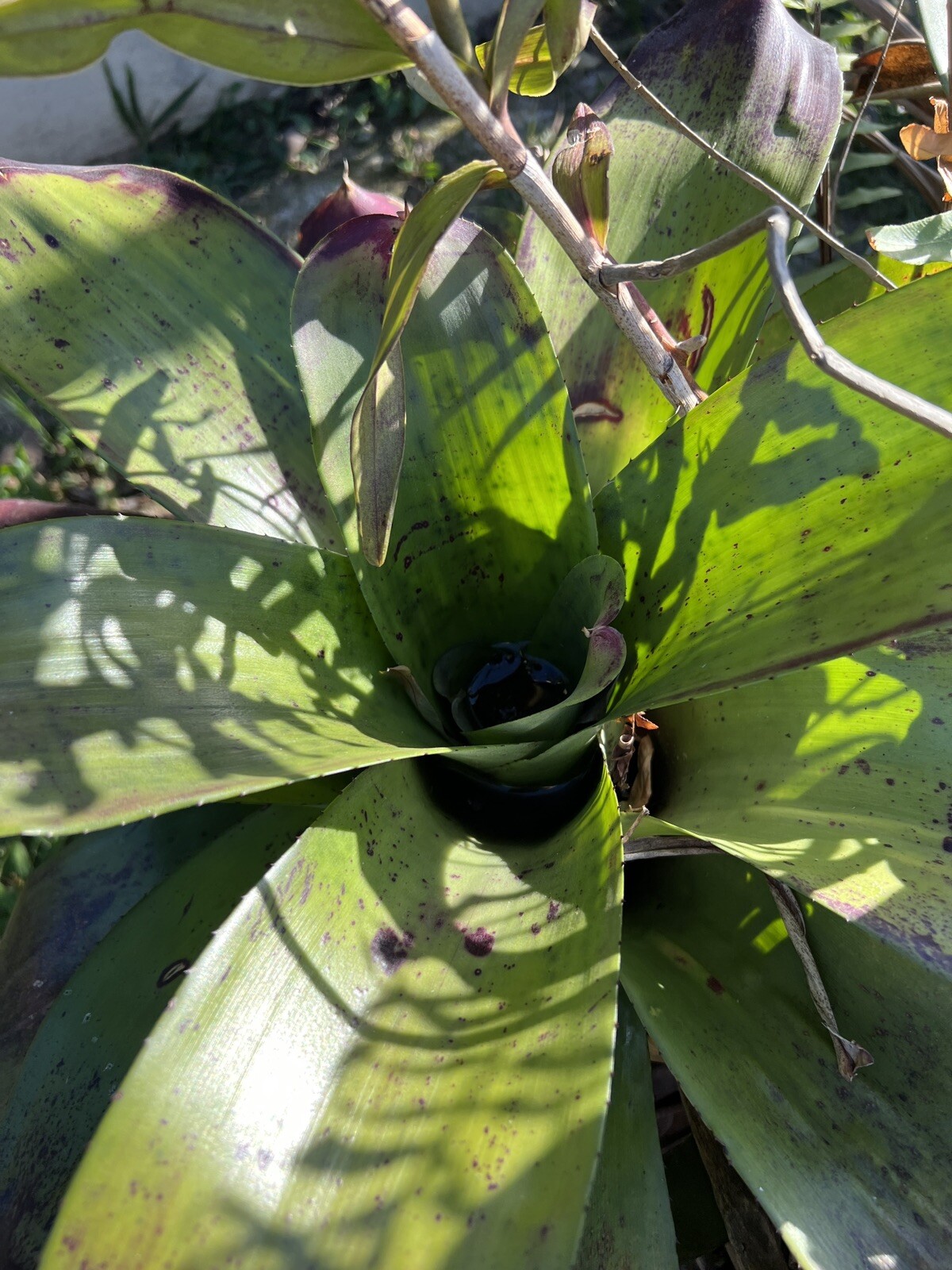 Exotic huge LANDSCAPE Pup Bromeliad green purple colorful -unbranded-