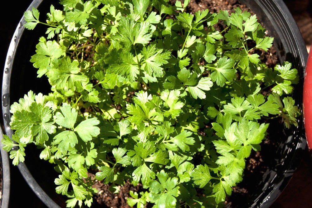 300+ITALIAN Flat Leaf PARSLEY Seeds Organic Herb Garden Containers Culinary Easy