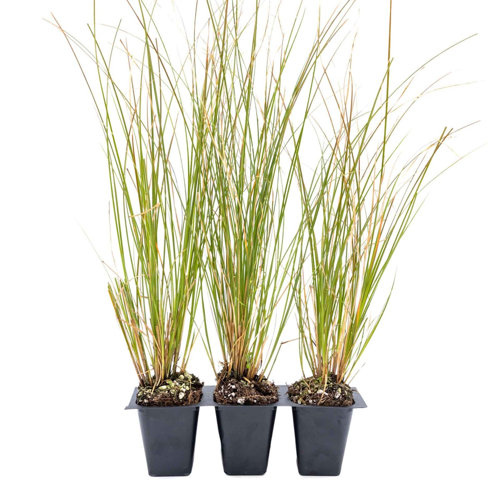 3 Orange New Zealand Sedge, Live Plants in 2.5″ Cubes (Carex testacea)