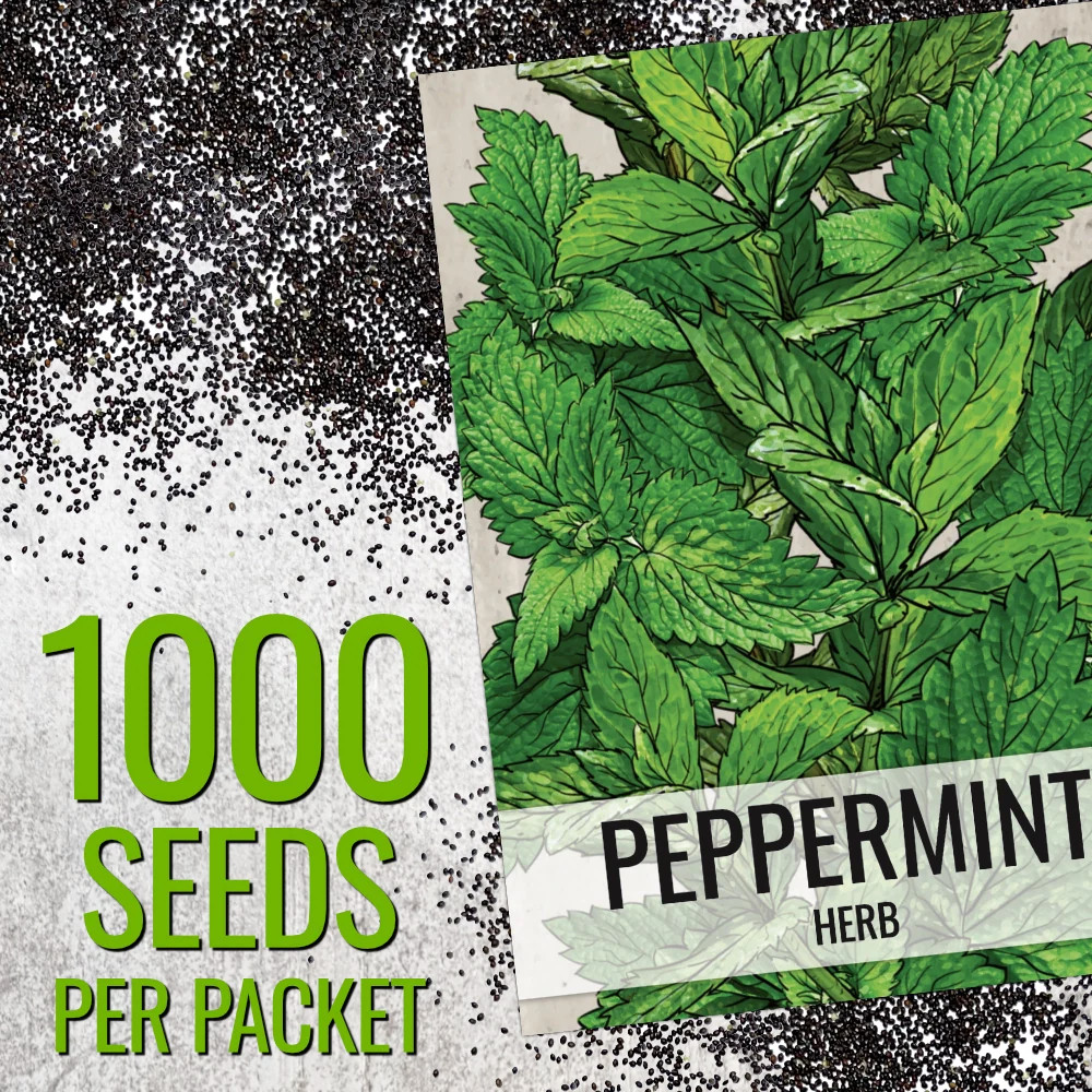 Peppermint Herb Seeds For Planting (Mentha piperita)