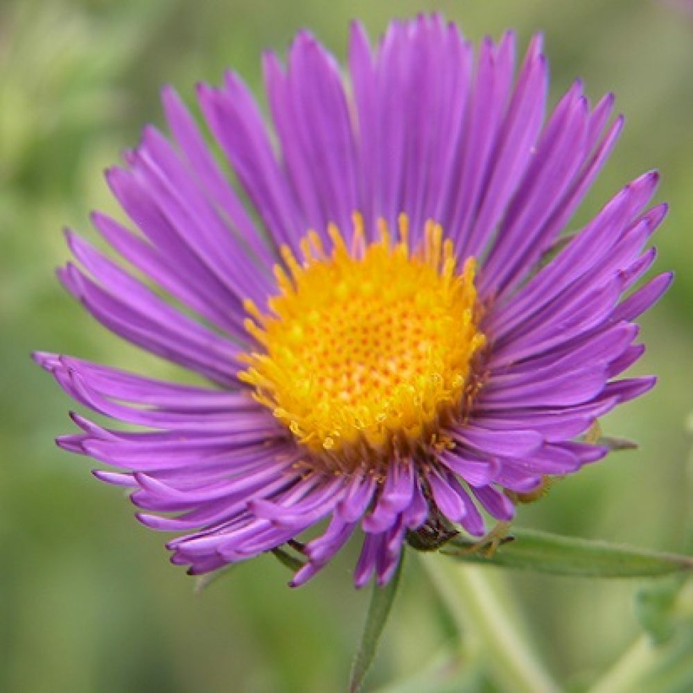 200+NEW ENGLAND ASTER Seeds Perennial Native Wildflower Summer Fall Flowers Easy