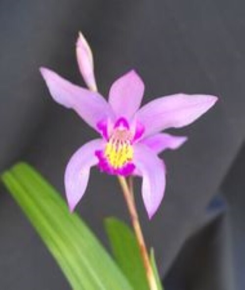 Bletilla Yokohama ‘Kate’, Rooted Cold Hardy Orchid Plant Shipped in 3″ Pot