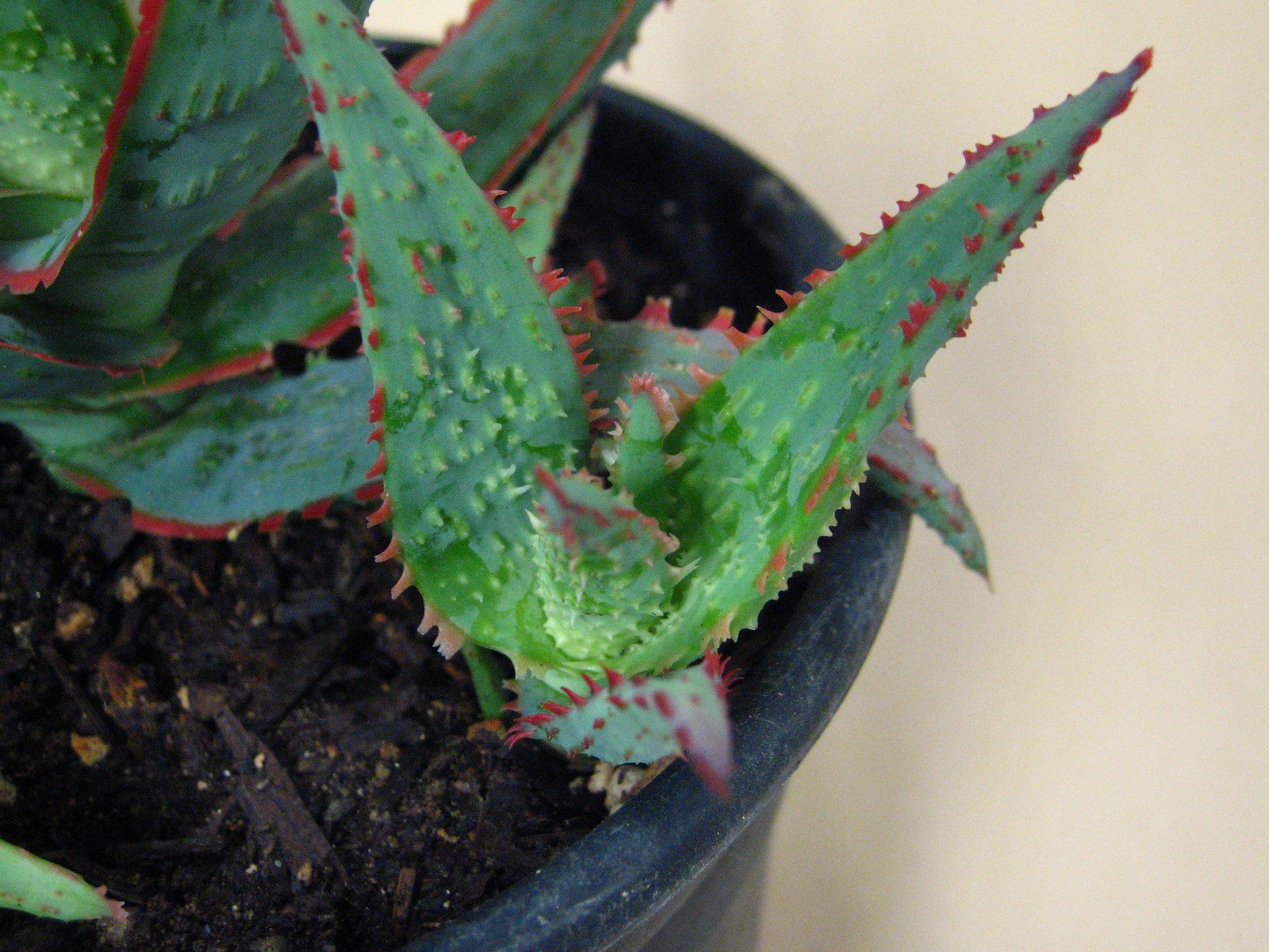 Aloe “Dracula’s Blood” Hybrid — Rare Succulent With 4 Offsets SUMMER SALE!!
