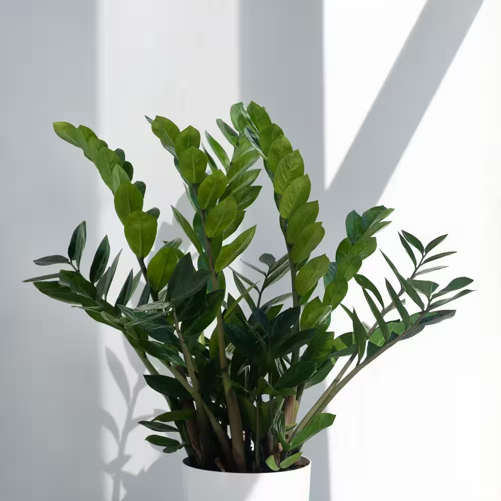 Live ZZ Plant Low Maintenance House Plant in 10 In. Grower Pot