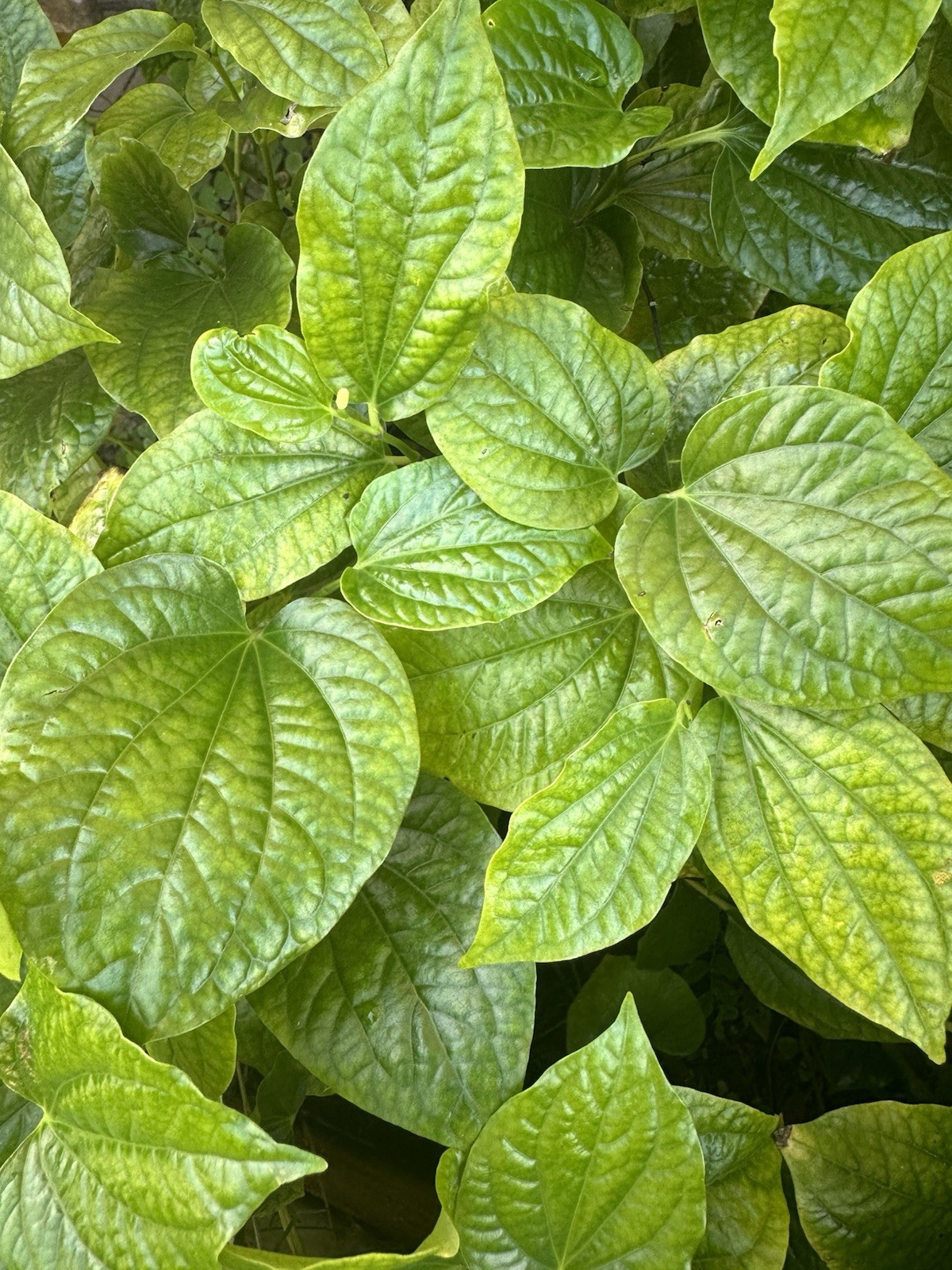 2 Cây Lá Nốt 6-8 Inch