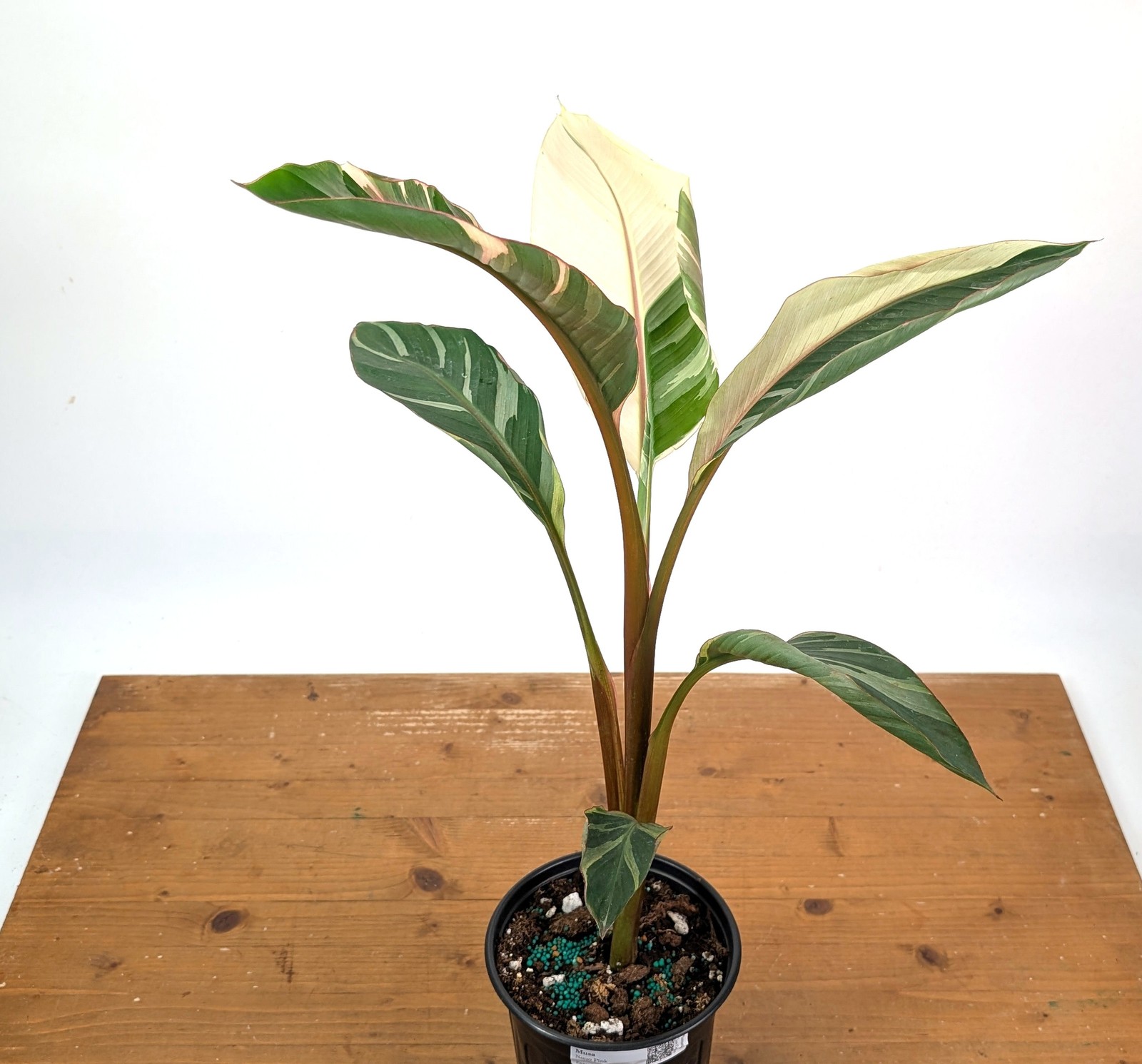 Musa Nono Pink Variegated Banana – Exact Plant #25A – Approx 3ft Tall