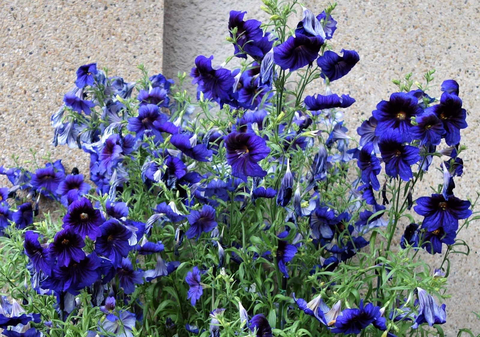 50 Organic KEW BLUE PAINTED TONGUE Salpiglossis Sinuata Trumpet Flower Seeds