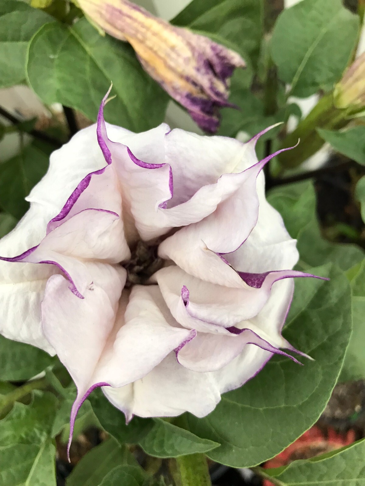 Datura metel Double Purple Seeds, Ornamental Flowering Plant