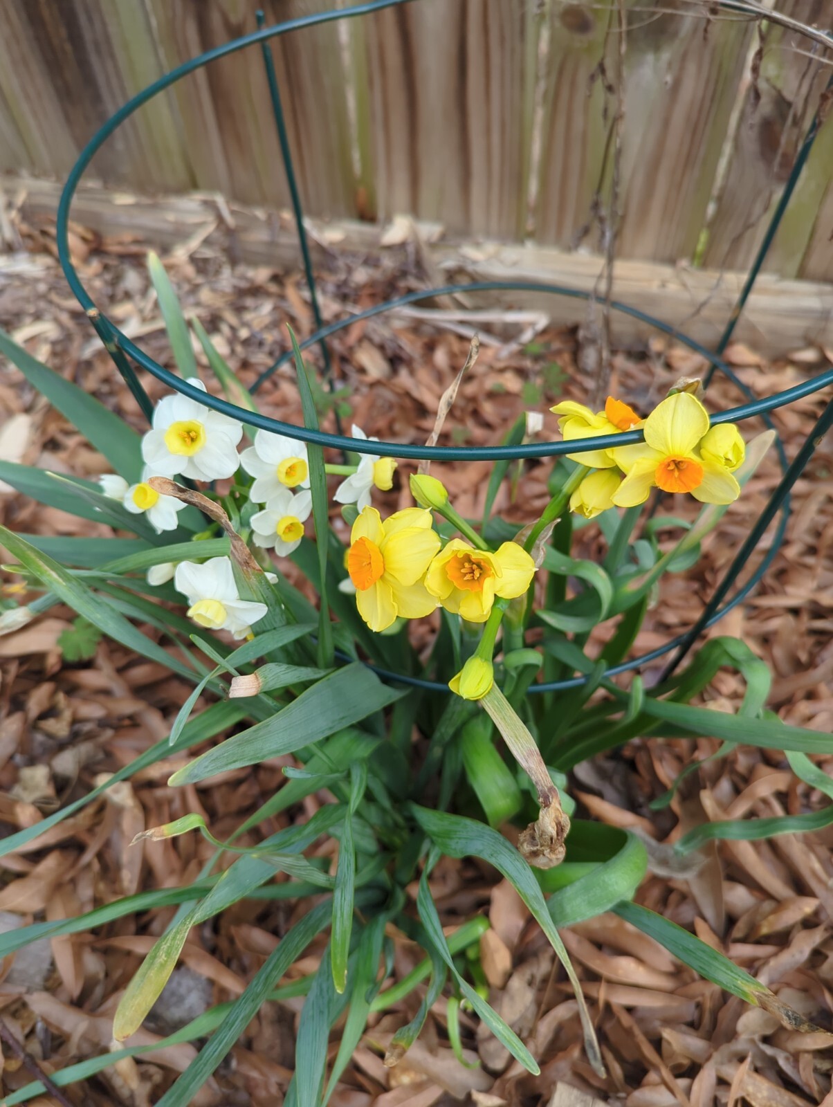 Lot of 10 Assorted Yellow Cream Jonquil Daffodil Bulbs Spring Perennial Flowers