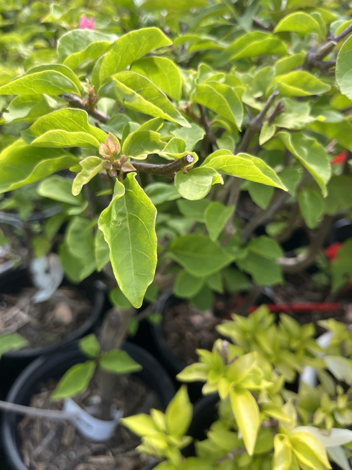 Beautiful Kayata 卡亚塔三角梅bougainvillea peach colour Bonsai (8-12 Inches Tall)