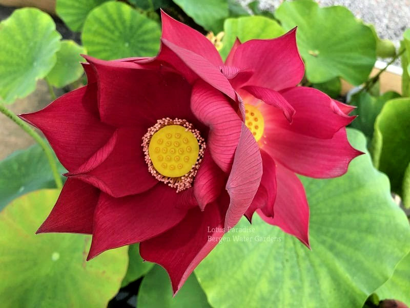 5 FIRE RED LOTUS SEEDS – Nelumbo Nucifera