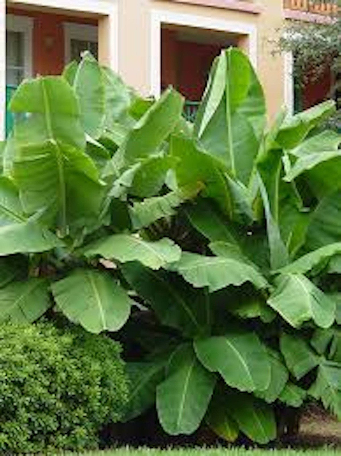 5 Dwarf Banana Tree Dwarf Cavendish Starter Plug Fruit Tree