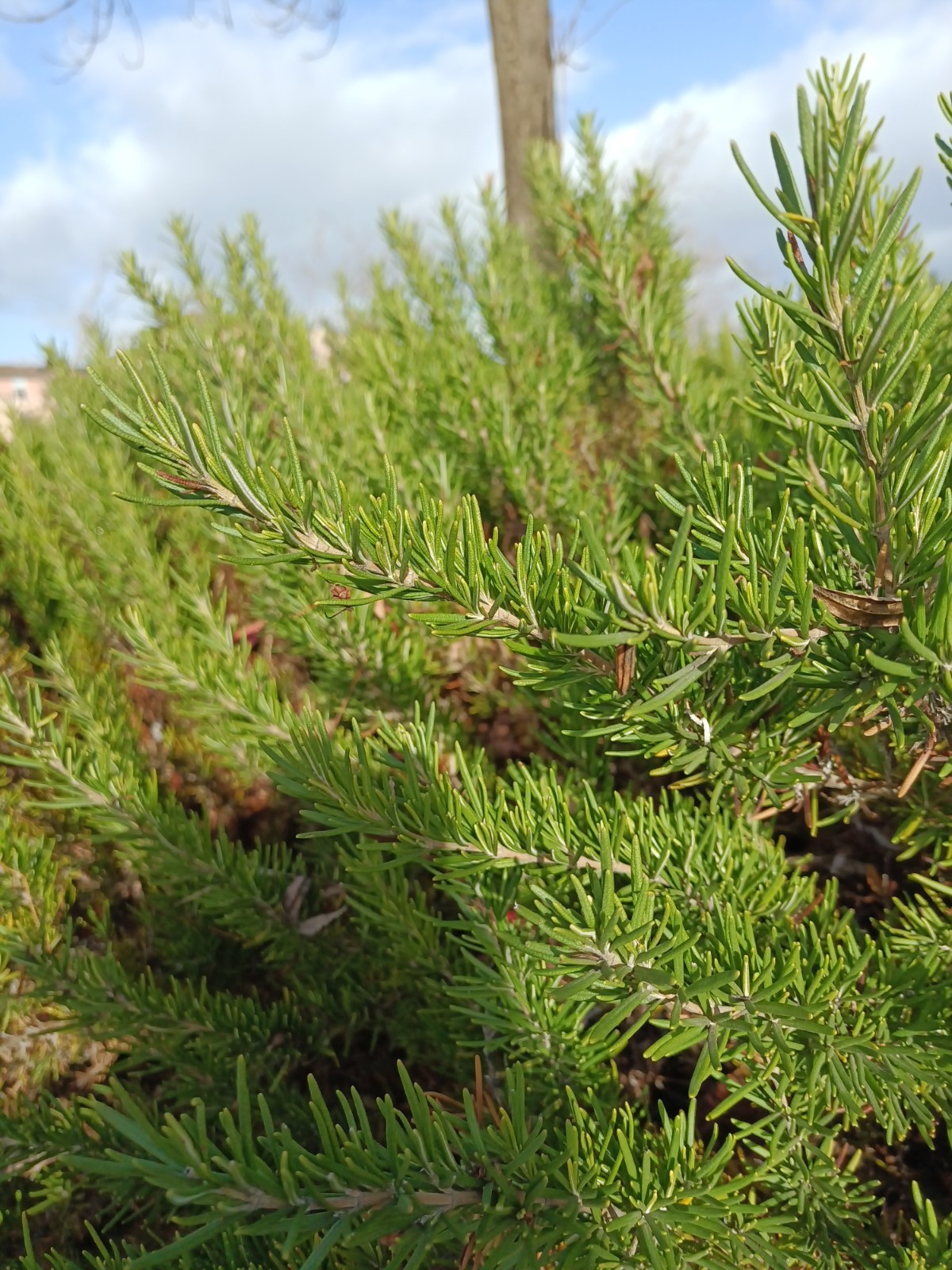 Organic Rosemary Herb Plant LIVE 12 X Cuttings 10 Inch each USA Grown FAST SHIP