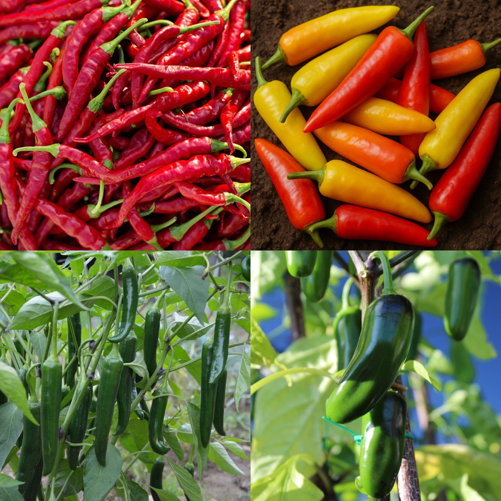 4 Medium Heat Pepper Seeds, Jalapeno, Serrano, Hungarian Hot Wax, Cayenne Thin
