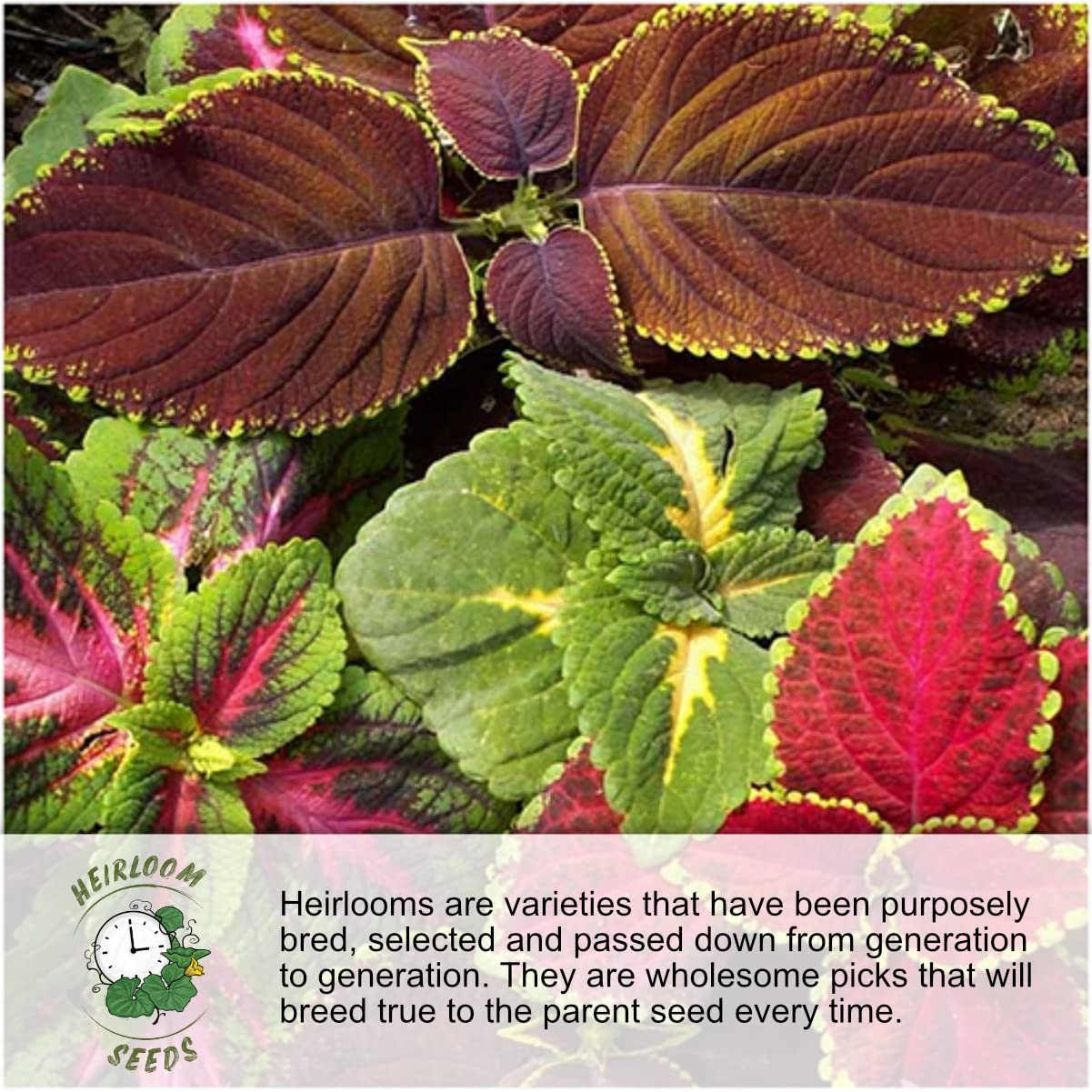 Morning Glory Seeds for Planting – Variety Pack/Collection of 5 Individual Va…