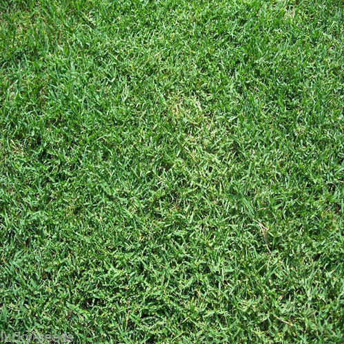 Panama Bermuda Grass Seed – 1 lb. [Luxury Turf]