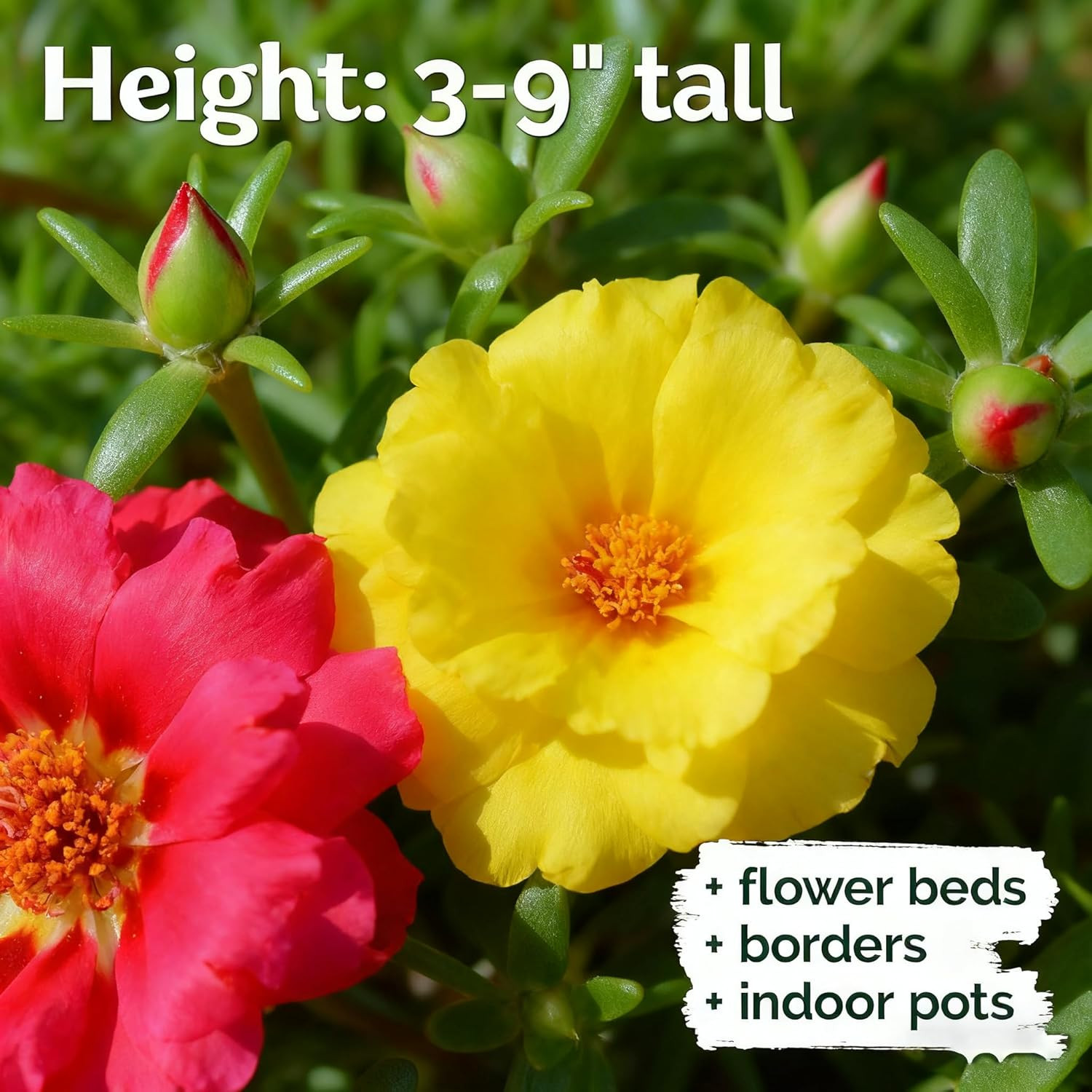 Mixed Color Portulaca Grandiflora Seeds, 10000 Double Moss Rose Seeds for Planti