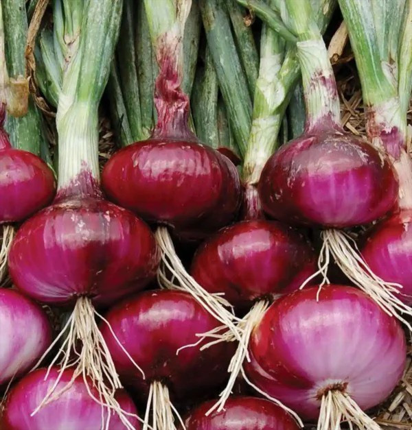 500+ Red Burgundy Onion Seeds —— HEIRLOOM —- NON GMO — FRESH