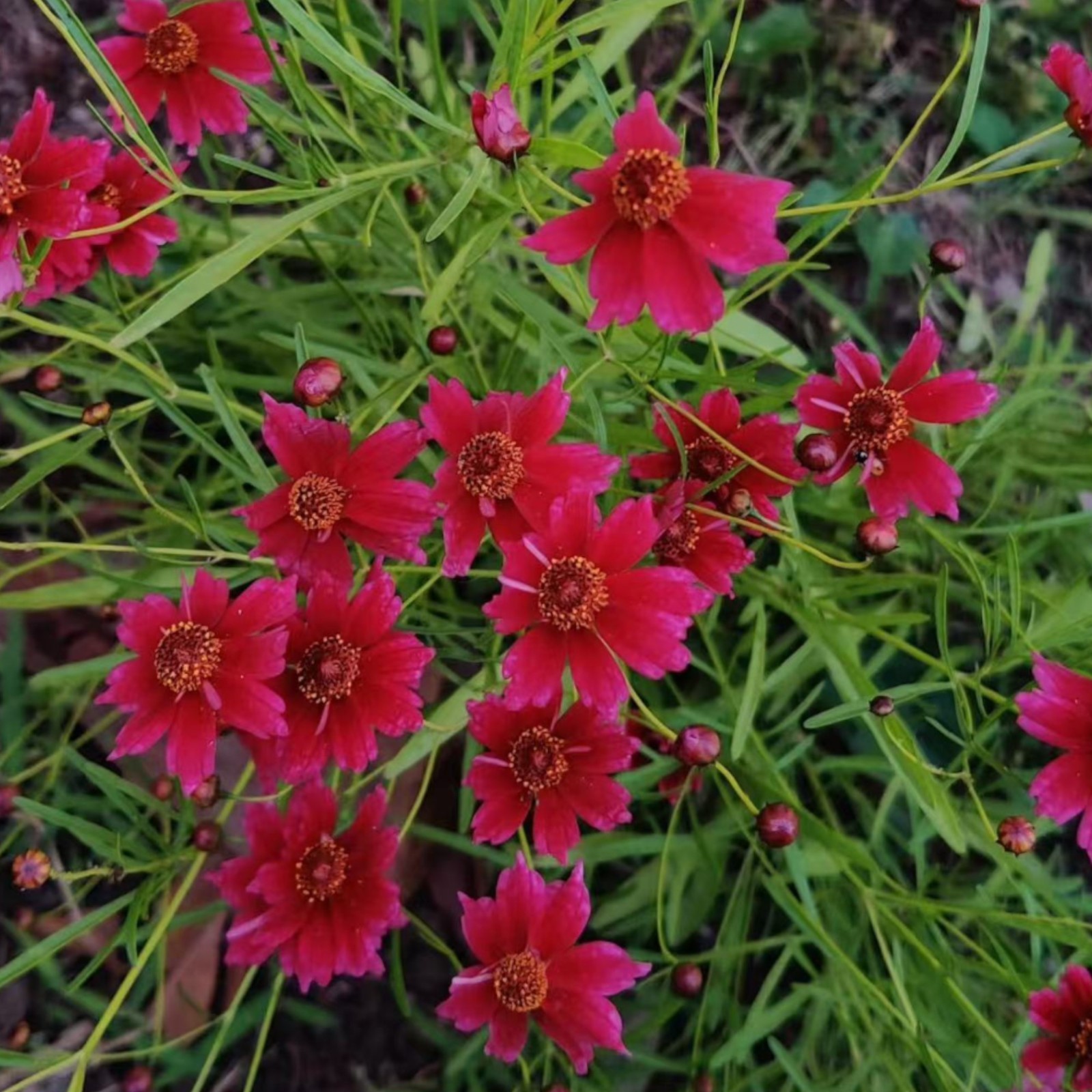 100 Tall Red Plains Coreopsis Seeds – Vibrant Wildflowers for Easy Summer Color