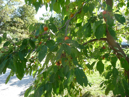 American Persimmon tree qt. pot (Diospyros virginiana ‘American)