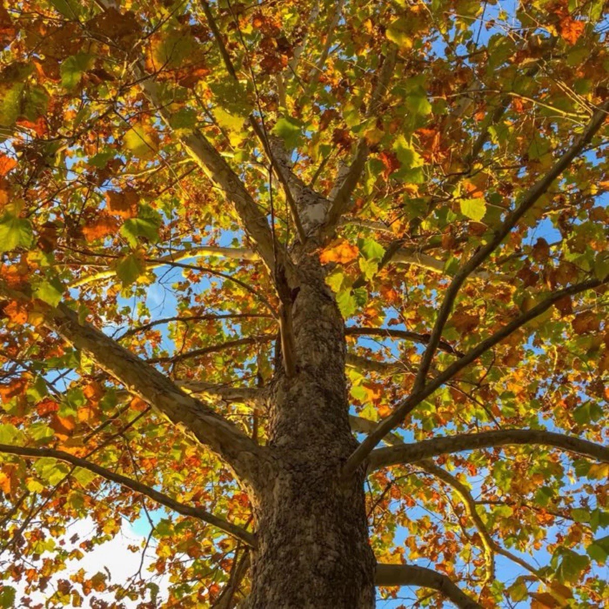 American Sycamore Tree Seeds Platanus occidentalis Stratified Overwintered Ready