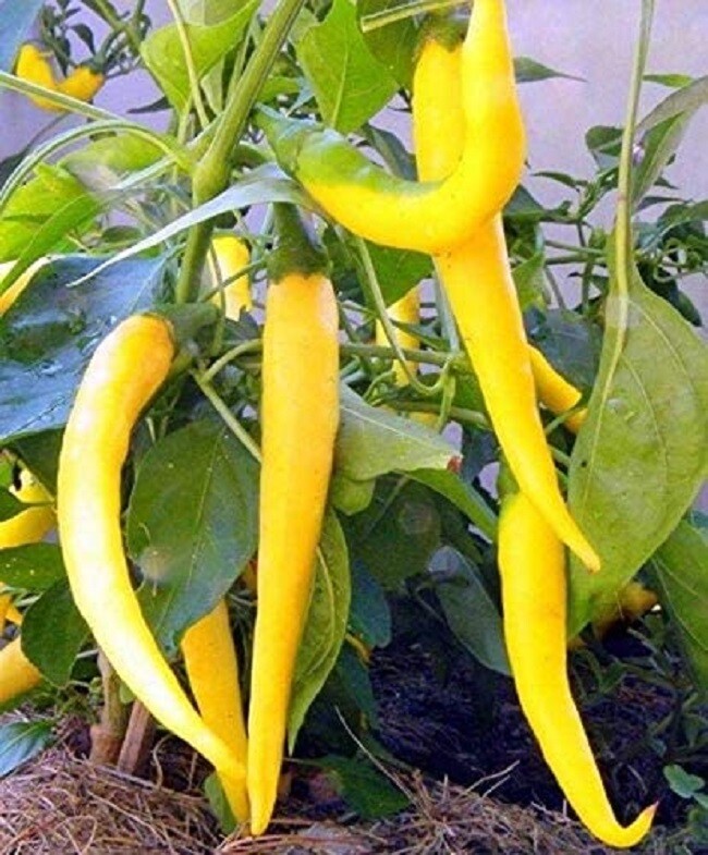 Pepper Seeds 25-500 Pepper Cayenne Golden Bulk Pepper Seeds