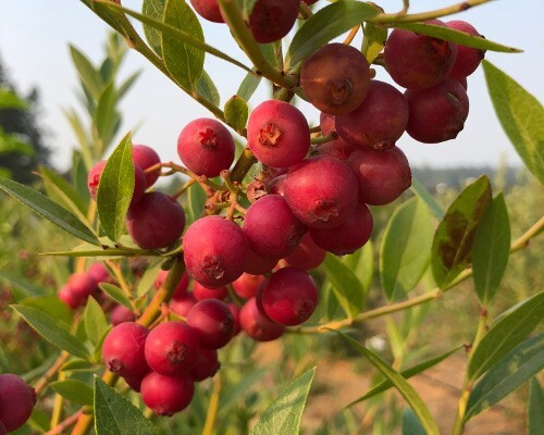 Pink Lemonade Blueberry Edible Fast Growing Fruit 5.25″ Pot Perennial UNIQUE