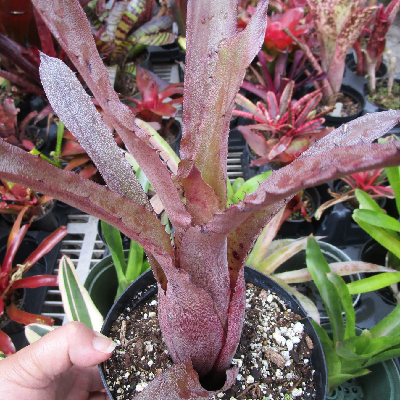 BUY 4 SAVE 15% BROMELIAD Hohenbergia ‘PENNAE X LEMEI Pink Clone’ 2ND for Sale